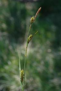 Carex distans