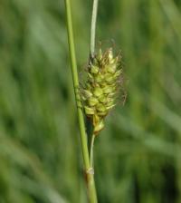Carex distans