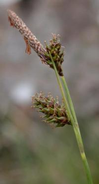 Carex binervis