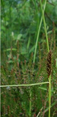 Carex binervis