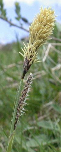 Carex binervis