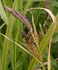 Carex riparia