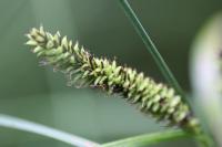 Carex riparia