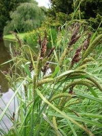 Carex riparia