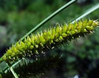 Carex rostrata