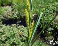 Carex rostrata