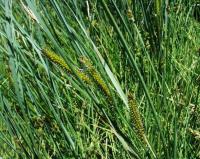 Carex rostrata