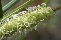 Carex vesicaria