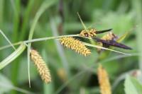 Carex vesicaria