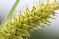 Carex vesicaria