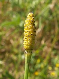 Equisetum palustre