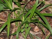 Carex strigosa