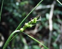 Carex depauperata