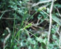 Carex depauperata