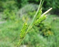 Carex pallescens