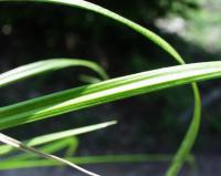 Carex pallescens