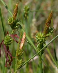 Carex extensa