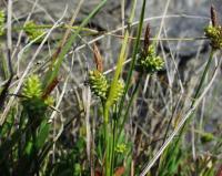 Carex extensa