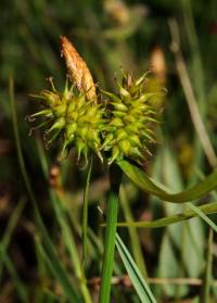 Carex demissa