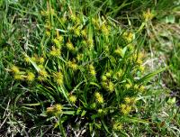 Carex demissa