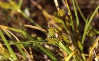 Carex viridula