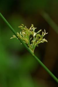 Juncus effusus