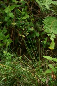 Juncus effusus