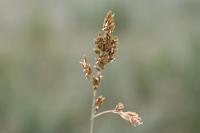 Festuca paniculata