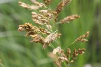 Festuca paniculata