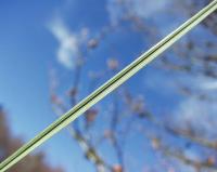 Festuca paniculata