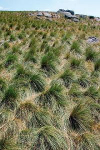 Festuca paniculata