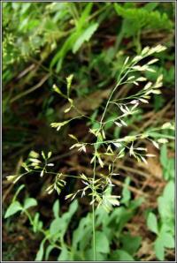 Festuca altissima