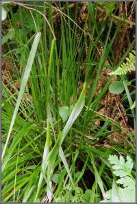 Festuca altissima