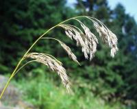 Festuca altissima