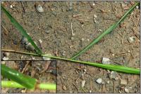 Festuca altissima