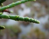 Sarcocornia fruticosa