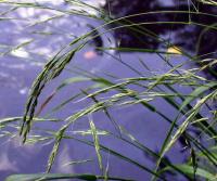 Festuca gigantea