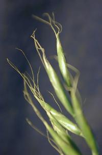 Festuca gigantea