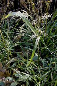 Festuca gigantea