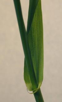 Festuca gigantea