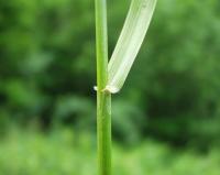 Festuca arundinacea