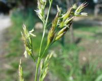 Festuca arundinacea