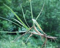 Festuca arundinacea