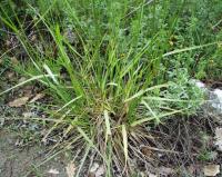 Festuca arundinacea