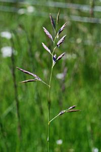 Festuca hystrix