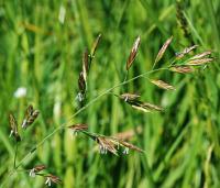 Festuca hystrix