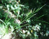 Festuca heterophylla subsp braun-blanquetii