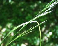 Festuca heterophylla subsp braun-blanquetii