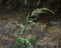 Festuca heterophylla subsp braun-blanquetii