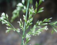 Festuca heterophylla subsp braun-blanquetii